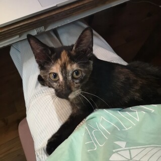 抱っこ大好き甘えん坊さんの【みどり】