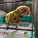 高齢女性が飼育していました