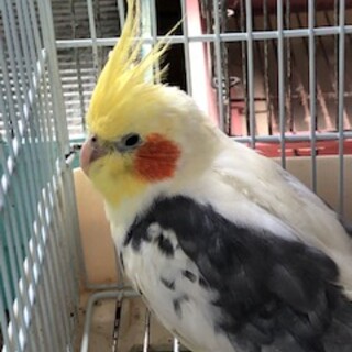 高齢女性が飼育していました