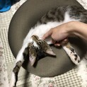 多頭飼いにもおすすめ！！人も猫も好きな子猫