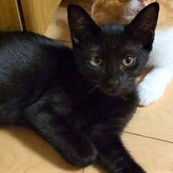 でら！ねこ！譲渡会！