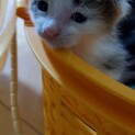 子猫