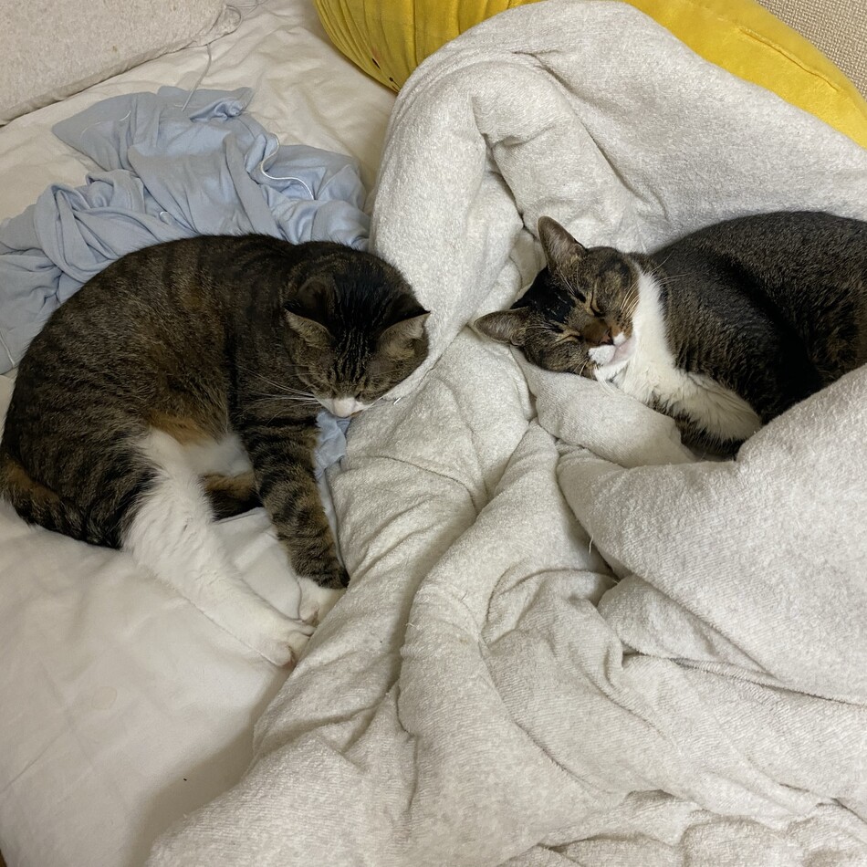 アドルのカバー写真