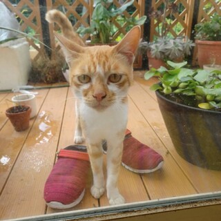 【地域猫】人間大好き、甘えん坊