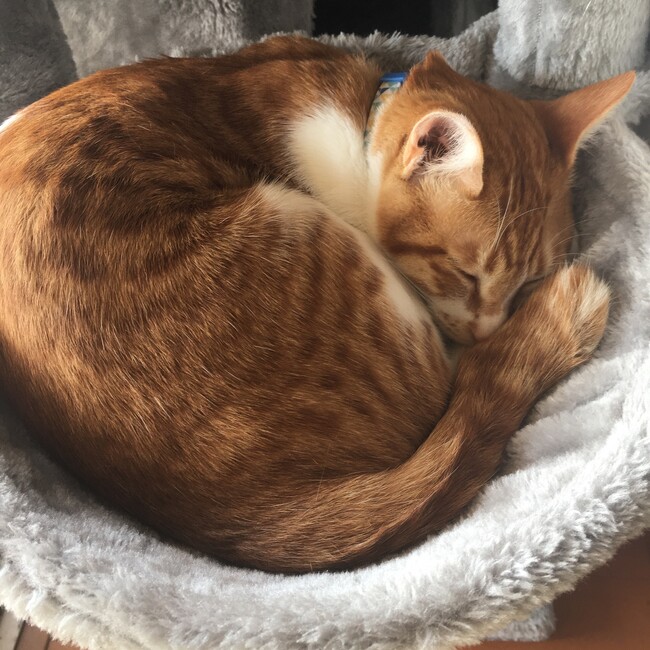 kenshiesakulaunanaのカバー写真