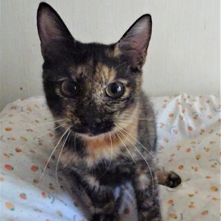 活発イケイケのサビ猫、ドレミちゃん