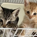 色違いが可愛い子猫の兄弟♪ (二匹とも男の子)