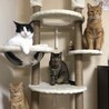 にゃとくーらろ
