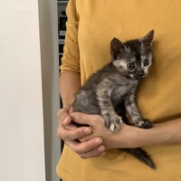 モカ