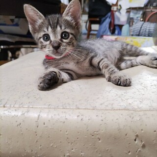 可愛い盛り！構ってちゃんのはなちゃん❣️