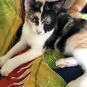 個性的な柄♡三毛猫さん