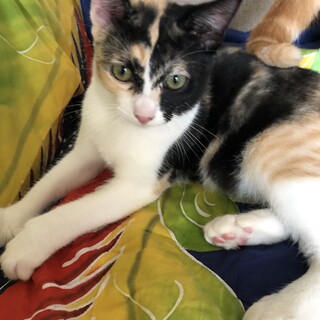 個性的な柄♡三毛猫さん