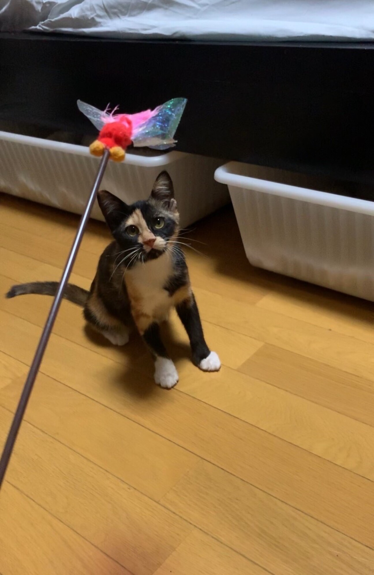 少しこわがりのオカミちゃん」大阪府 - 猫の里親募集(384065) 1