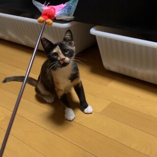 少しこわがりのオカミちゃん