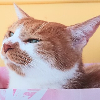 【気長に待って】丸まって抱っこ❤️茶白メス