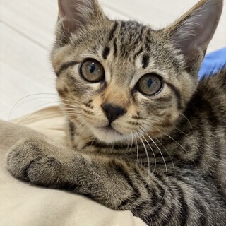 【2ヶ月半】キジトラ♀ スリスリ甘えん坊 可愛い♡