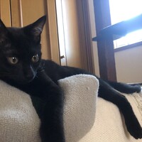 choko