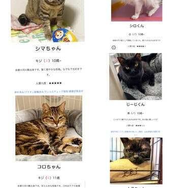 老猫だけど、若猫にはない魅力たくさん！みんな里親様募集中です。