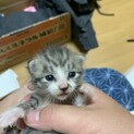 生後3〜5日　健康な子猫の里親様を募集します