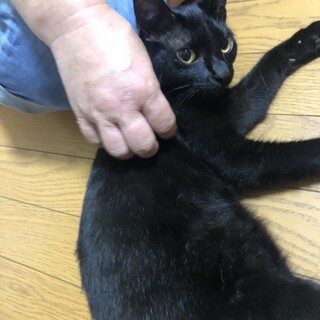 超〜甘えん坊の黒猫パヤパヤ