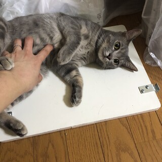可愛いグレー男子マーボ