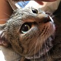 9歳 猫 雑種 メス 里親募集