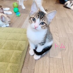 猫の里親会　in 牛久　茨城県　10月も開催致します