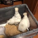 烏骨鶏メス２羽一緒でお願いします