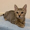 キジトラ　生後3ヶ月半　男の子