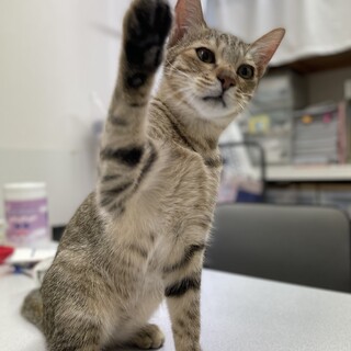 キジトラ子猫の抱っこすりすり好き