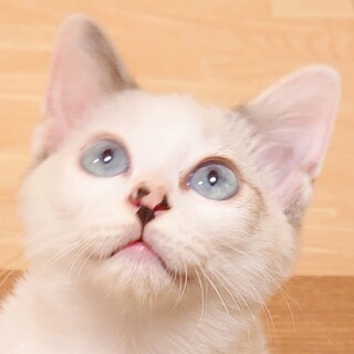 青い目のつなちゃん