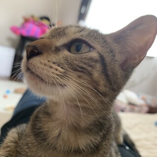 ありがとうございました★可愛いキジ虎　平和ちゃん