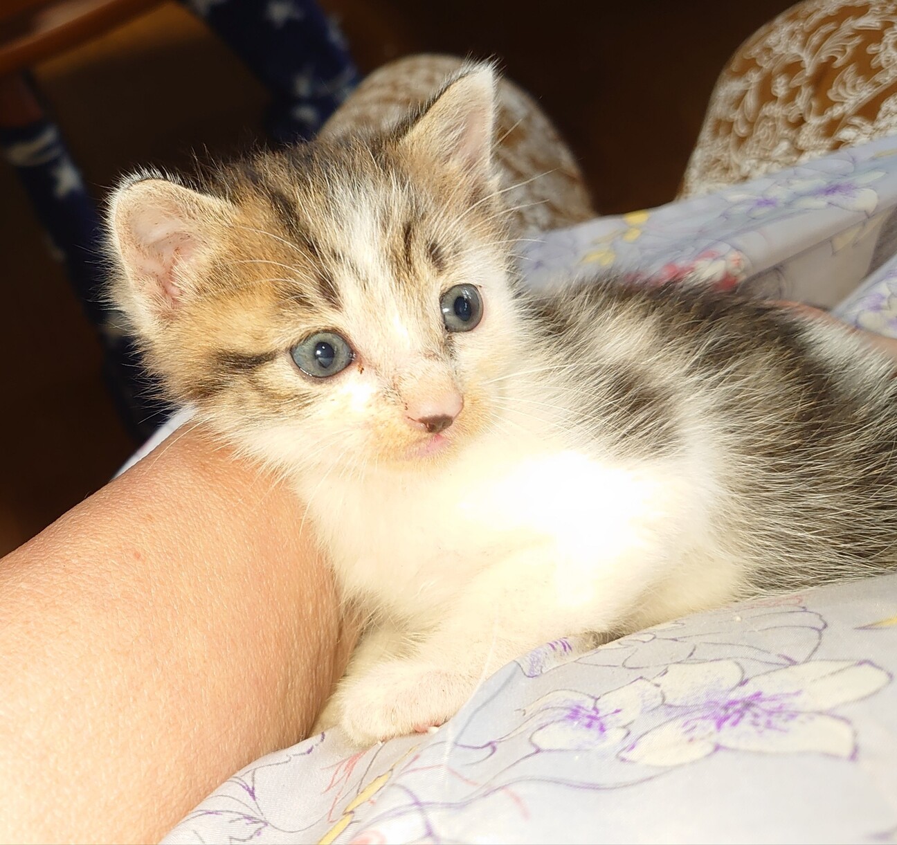かわいいぶちこちゃんは 千葉県 猫の里親募集 ペットのおうち 月間利用者150万人