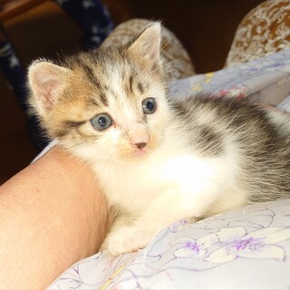 かわいいぶちこちゃんは、幸せを呼ぶ鍵しっぽです