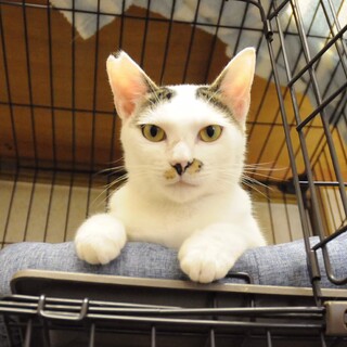 元気いっぱい♪　キジ白女子　みつ豆♀