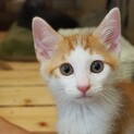 母猫とはぐれた3兄妹
