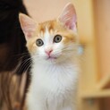 母猫とはぐれた3兄妹