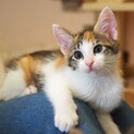 母猫とはぐれた3兄妹