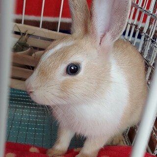 【里親様決定しました