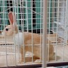 【里親様決定しました サムネイル3