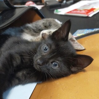 おっとりな黒猫のラプモンくん