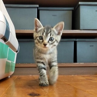 好奇心旺盛なくるみちゃん