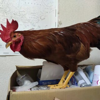 土佐地鶏二羽（オス）