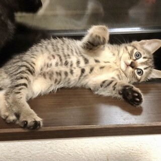 元気いっぱいな甘えん坊シュガくん