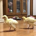 孔雀の雛