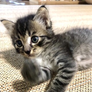 ふわふわ子猫のテテくん