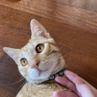 茶トラの男の子(去勢済み) トライアル決定