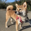 人大好き、犬は苦手な柴犬1歳女の子