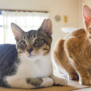 犬・猫・子供さん家族大歓迎！元気で明るい仲良兄弟！