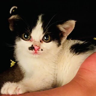 保護子猫の里親様を募集します